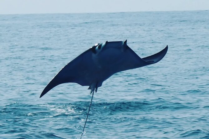 Puerto Escondido, Mexico Dolphin and Turtle Watching Tour - Good To Know