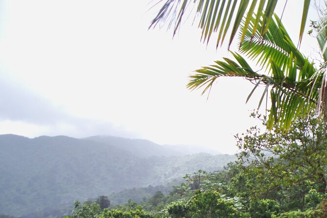 Puerto Rico El Yunque Rainforest Half-Day Zipline Tour  - Luquillo - Traveler Photos and Reviews