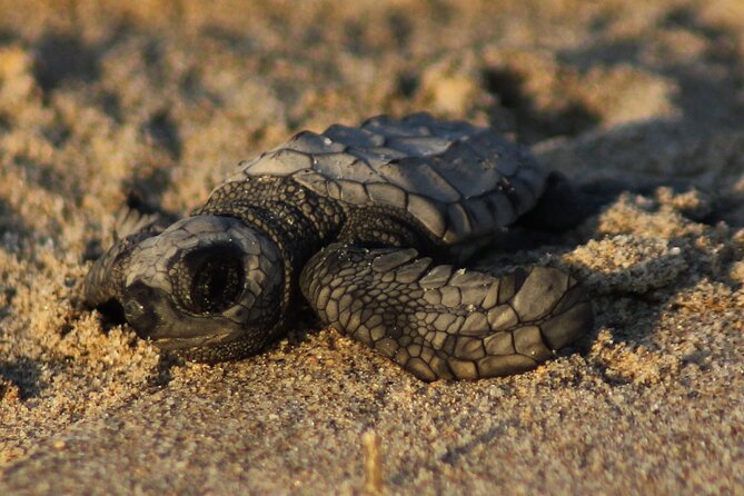 Puerto Vallarta: Help Release Baby Sea Turtles - Good To Know