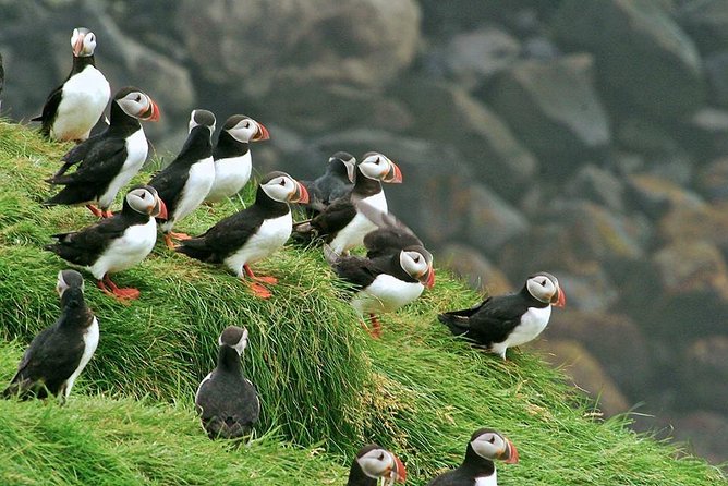 7 Best Tours In Heimaey Island