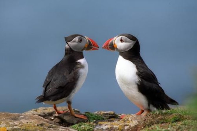 Puffin Express Cruise From Reykjavik