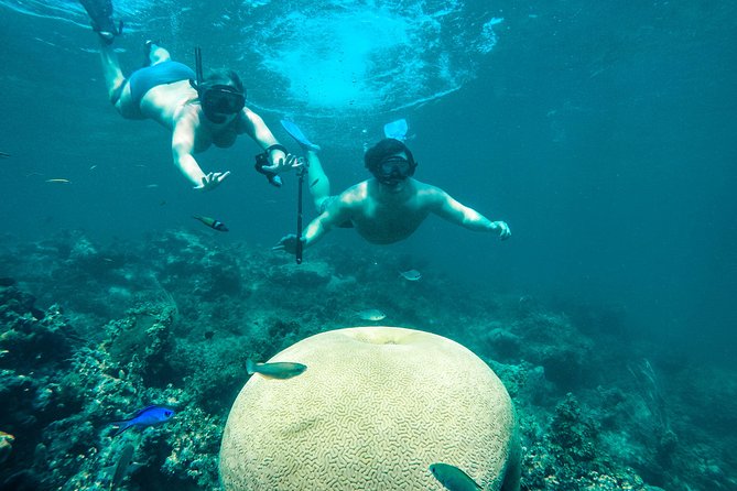 Punta Cana Adult Only Coral Nursery Snorkeling With Seafood Lunch - Tour Overview and Inclusions