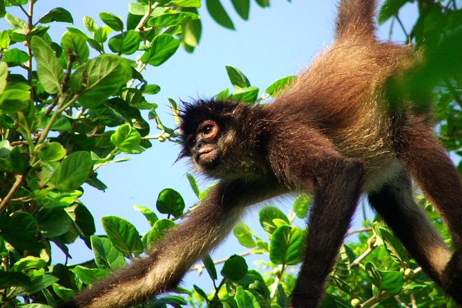 Punta Laguna Nature Reserve Adventures From Playa De Carmen  – Playa Del Carmen
