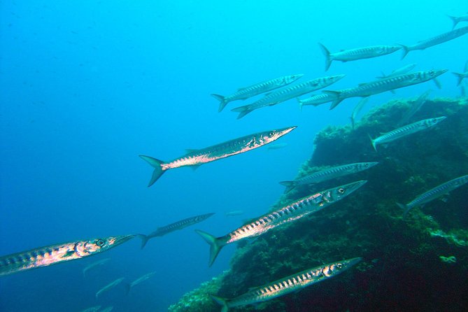 Qualified Diver 1 Tank Dive in Mykonos - Good To Know