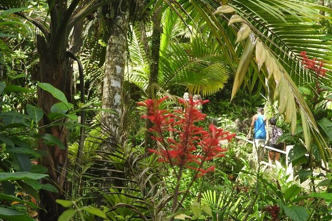 Rainforest, Luquillo Kiosk and Bioluminescent Bay Night Kayaking Trio