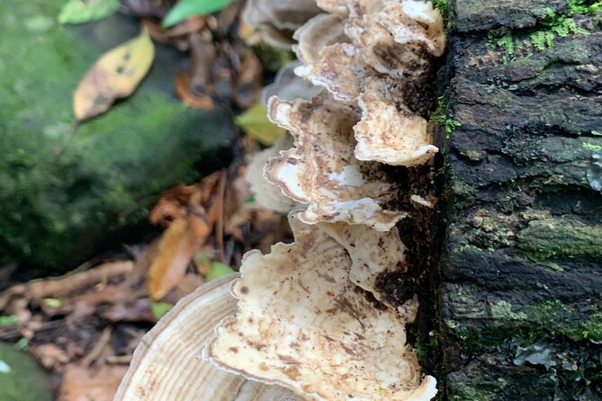 Rainforest River Nature Walk Adventure and Luquillo Beach - Common Questions