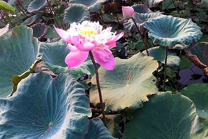 Real Vietnam Countryside Bicycle Tour & Enjoy Sunset On Wood Boat - Good To Know