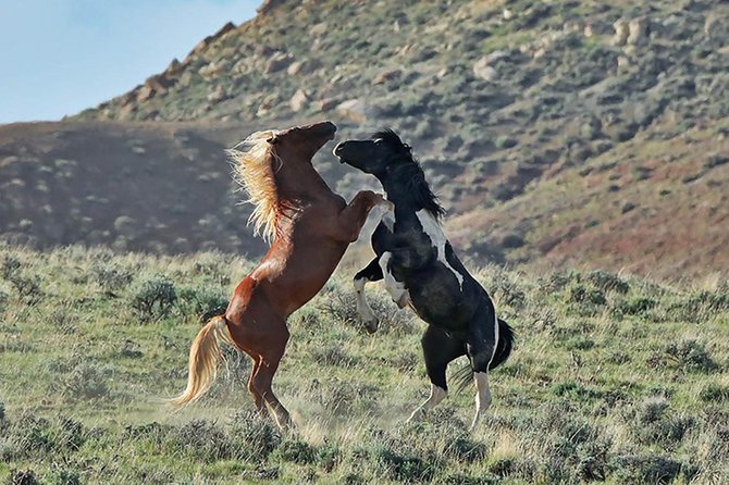 Red Canyon Wild Mustang Tour 5:00 - Good To Know