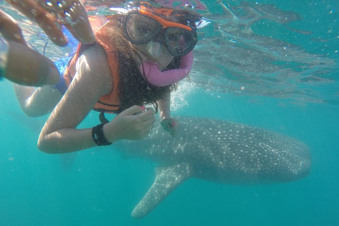 Reduced Group Whale Shark Tour