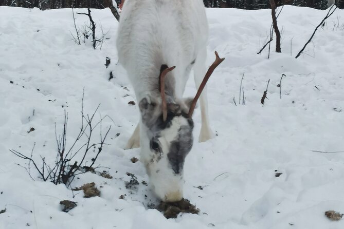 REINDEER FEEDING - Join Us for a Unique Moment With Our REINDEER - Good To Know