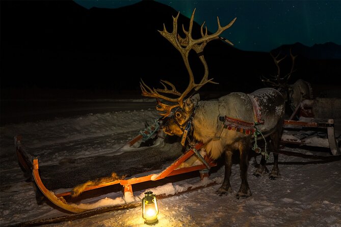 Reindeer Sledding and Feeding With Chance of Northern Lights Tromso