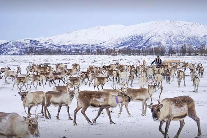 Reindeer Visit, and Sami Culture Including Lunch From Tromso - Good To Know