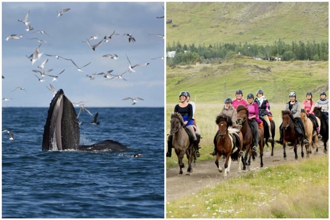Reykjavik Icelandic Horseback Riding and Whale-Watching Tour  – South Iceland