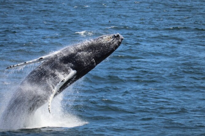 Reykjavik: Minke and Humpback Whale-Watching Tour - Good To Know