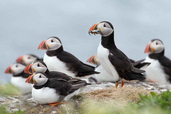 Reykjavik Shore Excursion: Puffin Sightseeing Cruise