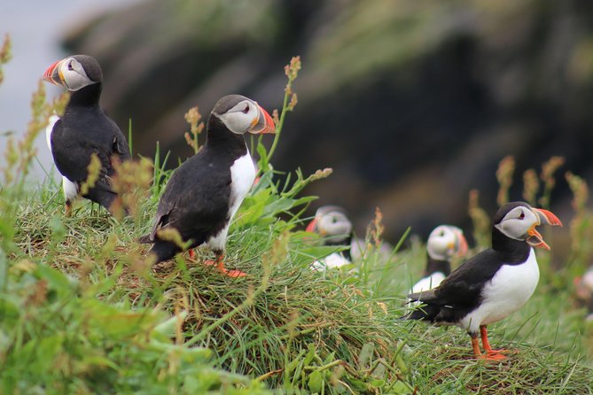 Reykjavik Two-In-One: Whales & Puffins