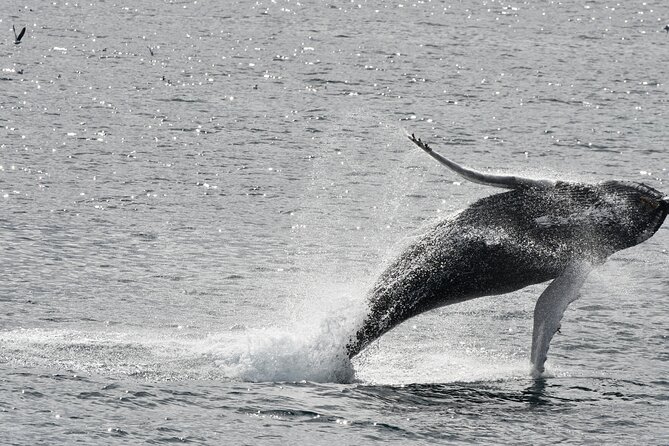 Reykjavik Whale Watching and Lava Show - Good To Know