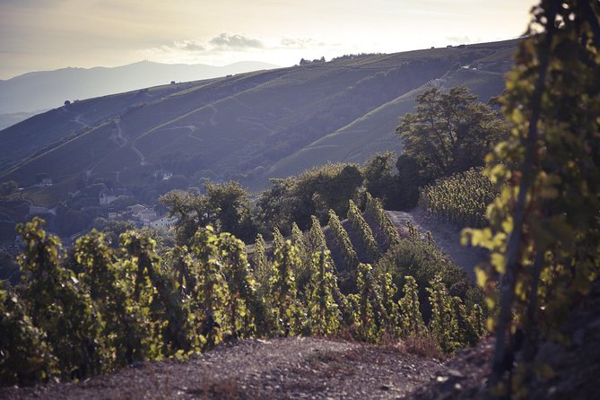Rhône Valley Wine Tasting Private Day Tour From Lyon