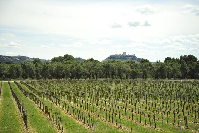 Ribera Del Duero Wineries Guided Tour & Wine Tasting From Madrid