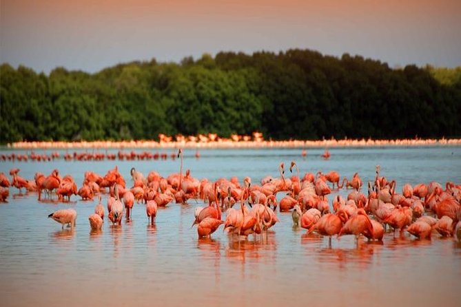 Río Lagartos Y Las Coloradas Private Tour From Merida