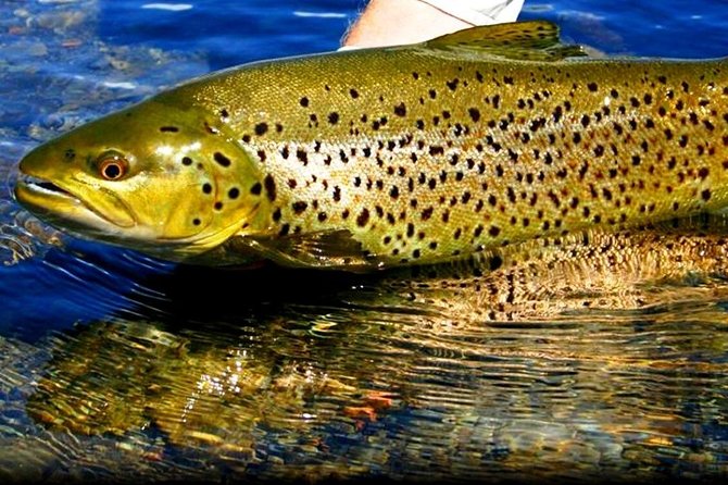 River Fishing for Wild Trout. Connemara. French Speaking Ghillie - Good To Know