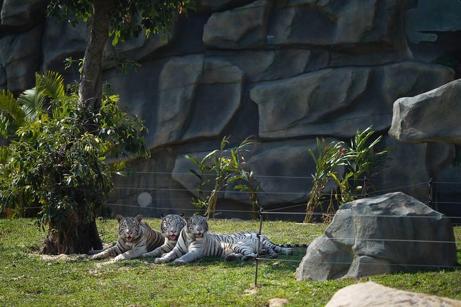 4 Best Safari Tours In Hoi An