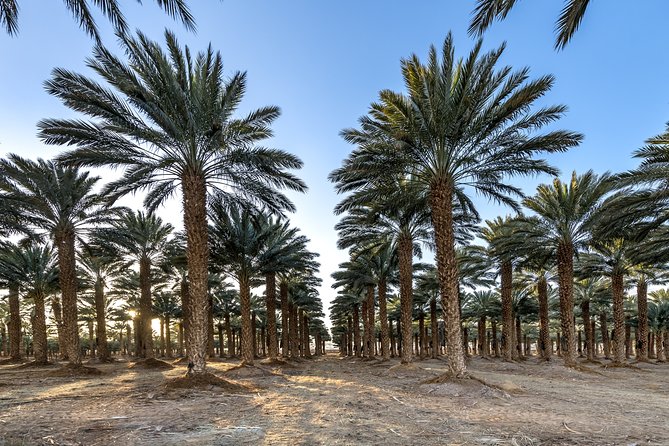 Romantic Tour In Ar-rayyan