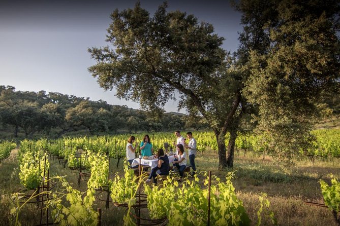 Ronda Private Wine Tour and Tapas Free Time in Ronda - Tour Overview and Pickup Details