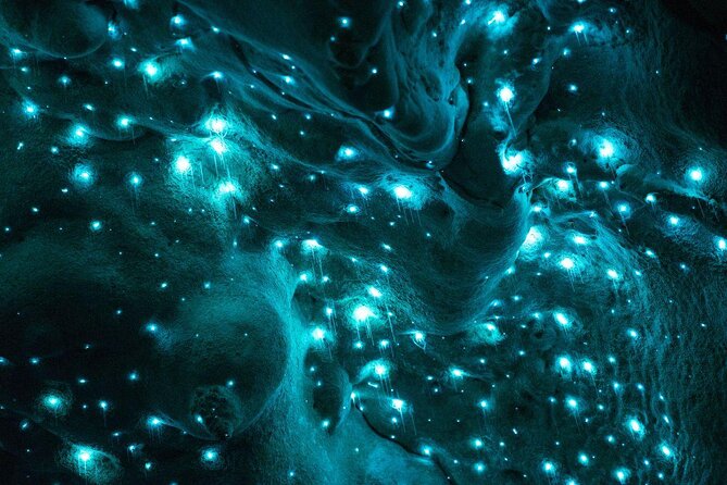 Rotorua to Auckland Afternoon Transfer With Waitomo Glow Worms