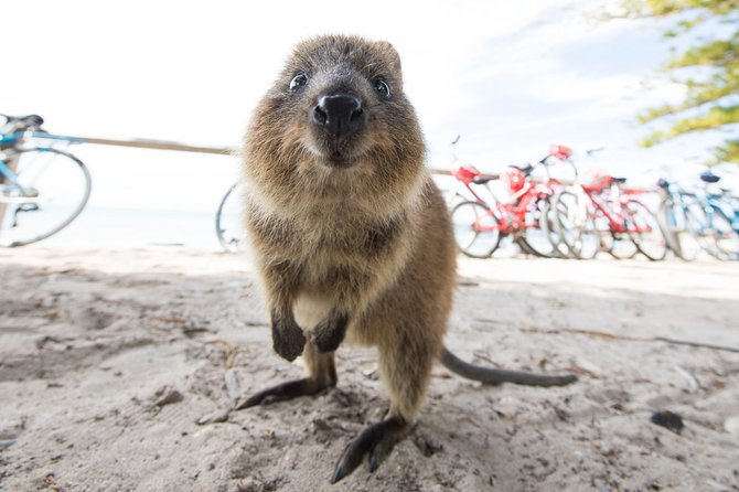 Rottnest Island Round-Trip Ferry From Perth