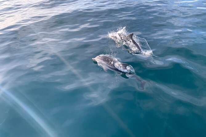 Sailing and Dolphin Watching in Marbella