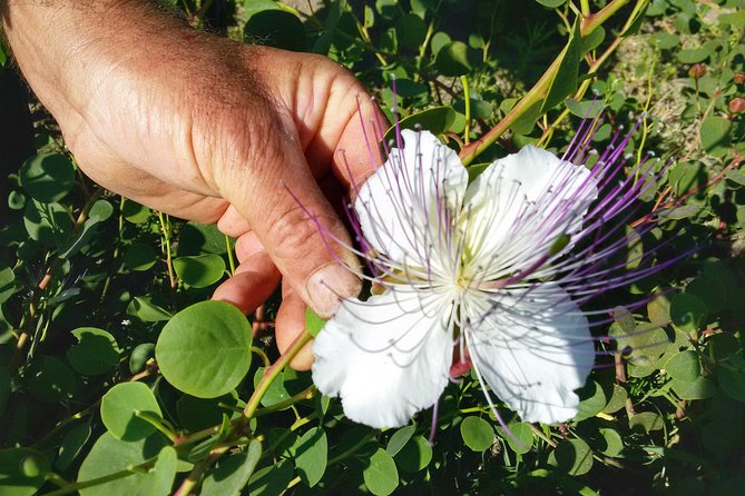 Salina Capers Tour