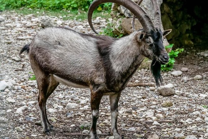 Samaria Gorge Hiking Day Tour From Rethymno - Tour Details and Inclusions