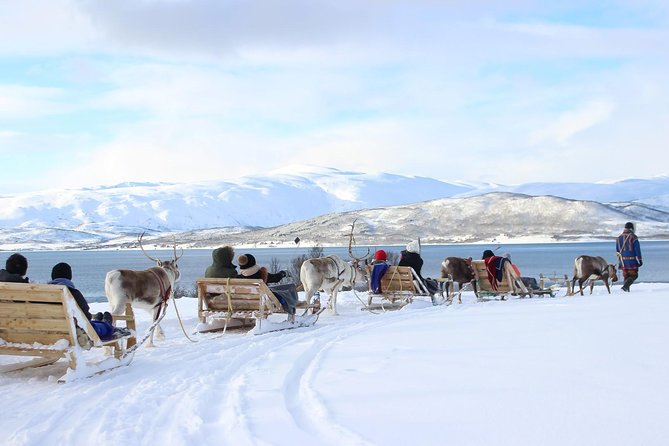 Sami Culture and Short Reindeer Sledding From Tromso