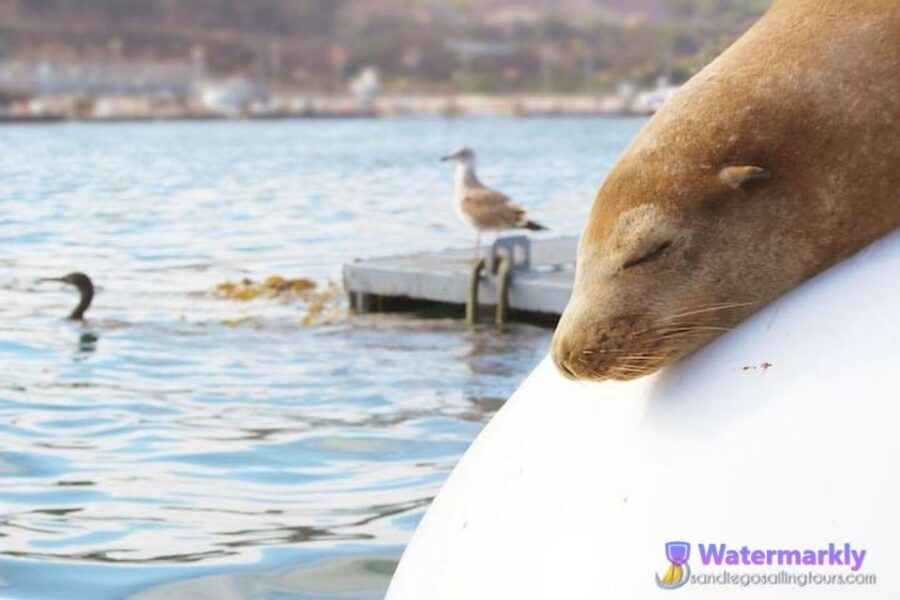 San Diego: Marine Wildlife Tour With Lunch - Good To Know