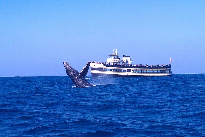 San Diego Whale Watching Cruise - Good To Know