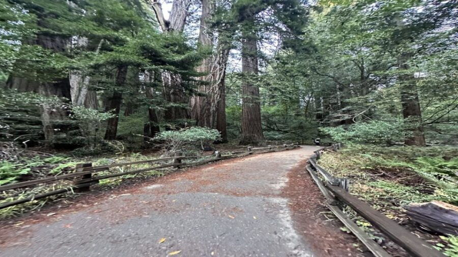 San Francisco: Alcatraz, Muir Woods, and Sausalito Day Tour