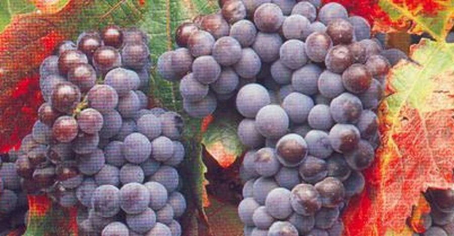 San Francisco City & Wine Tour - Good To Know