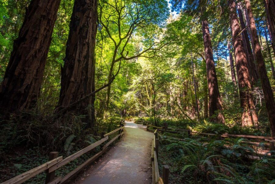 San Francisco: Muir Woods, San Francisco and Sausalito Tour - Good To Know