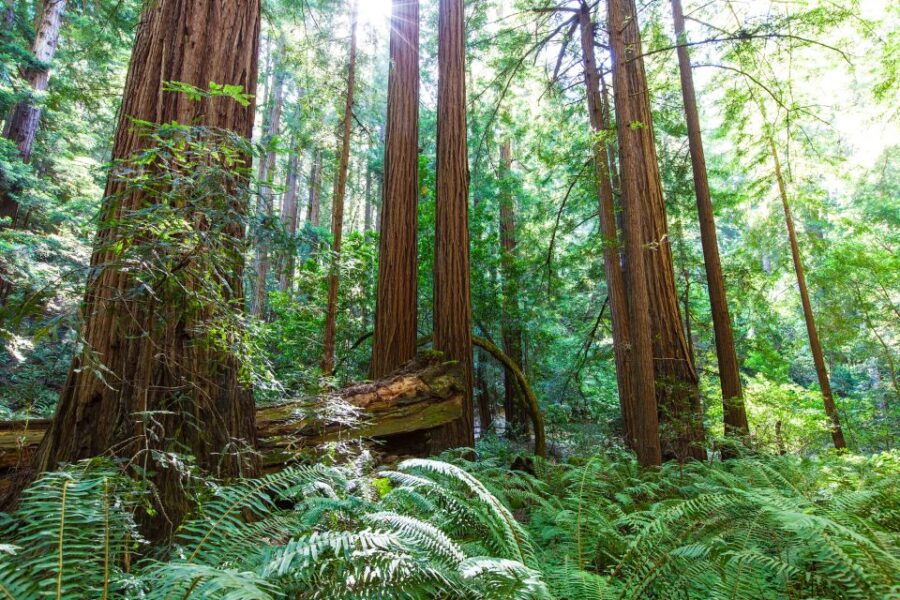 San Francisco: Private Muir Woods, Sausalito Half-Day Trip - Good To Know