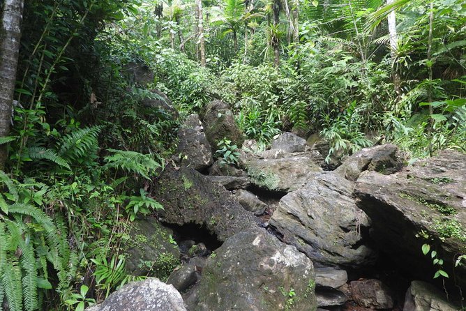 San Juan Small-Group Rain Forest Hike - Tour Overview and Inclusions