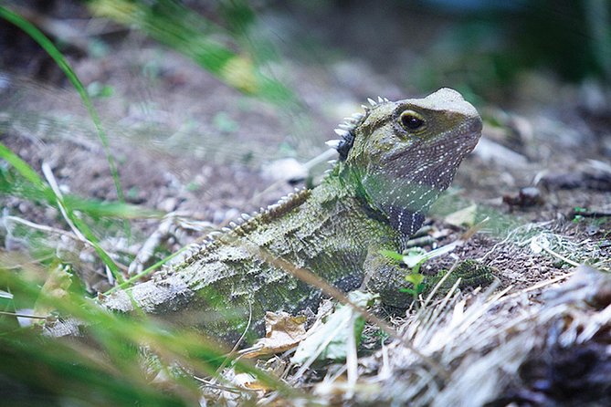 Sanctuary Mountain (Mt Maungatautari) & Waitomo Luxury Day Tour From Auckland - Good To Know