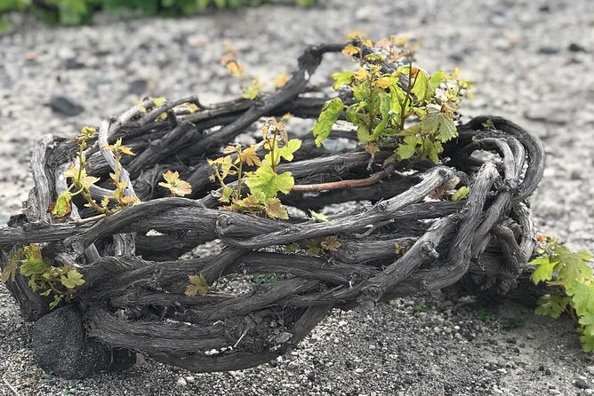 Santorini Wine Tasting, Akrotiri & Sightseeing Half Day Tour - Tour Duration