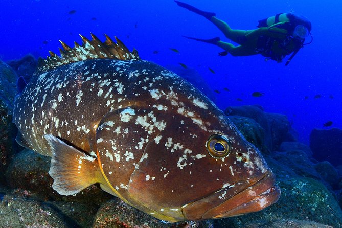 Sao Miguel Scuba Diving Experience for Certified Divers  – Ponta Delgada