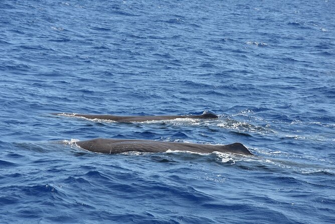 Sao Miguel Small-Group Whale Watching Tour