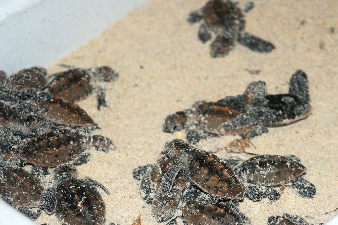 Saona Tour for Arvia P&O Passengers - Overview and Inclusions