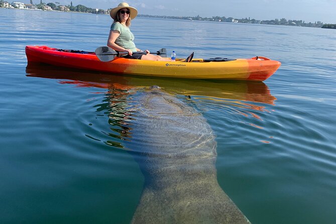 Sarasota Mangroves Kayaking Small-Group Tour