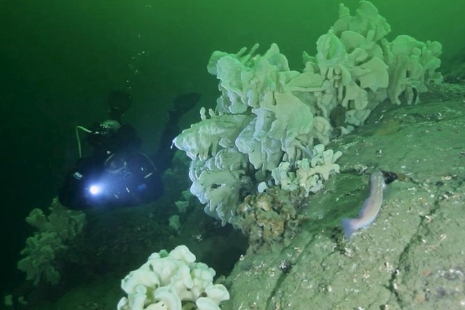Scuba Dive Boat Charter in Vancouver (Certified Divers Only!)