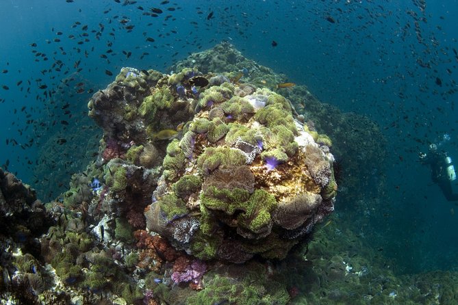 Scuba Diving at Phuket’s Anemone Reef