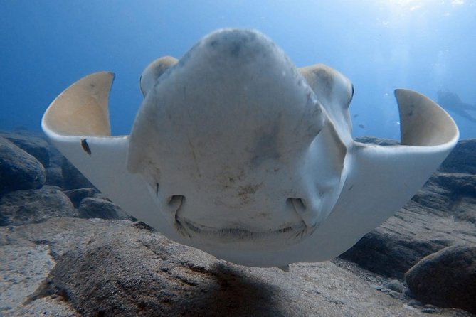 Scuba Diving for Certified Divers in Costa Adeje